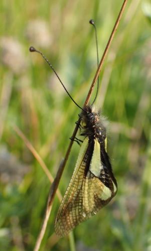 Libelloides coccajus
